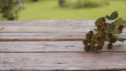 Sprig of dewberry on the table Stock Footage 137796805