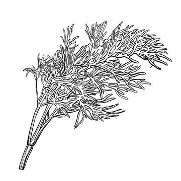 A sprig of dill isolated on a white background Stock Illustration