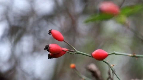 Sprig of dog-rose fluttered in the wind (Rosa canina) Stock Footage 81744512