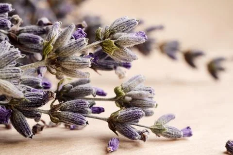 A sprig of dry lavender Stock Photos