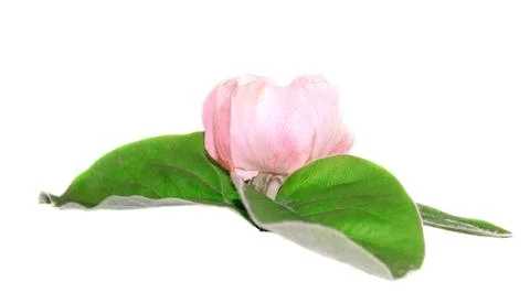 Sprig with flower Foto stock