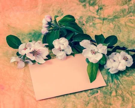 Sprig of flowering apple tree Stock Photos