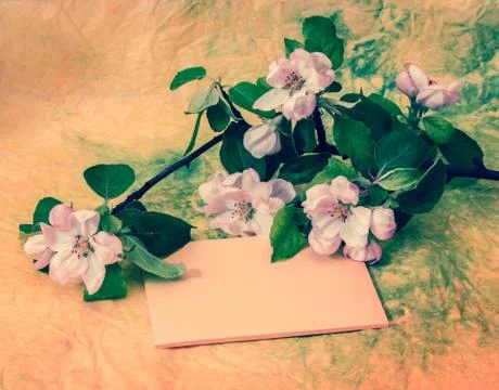Sprig of flowering apple tree Stock Photos