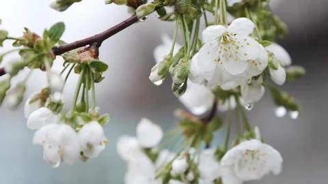 Sprig of flowering cherry tree in the rain. Video stock 111310615