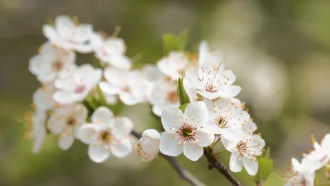 Sprig of flowering cherry trees Stock Footage 74224931