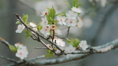 Sprig of flowering cherry trees Stock Footage 74247390