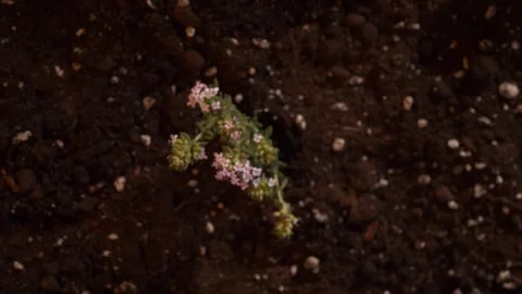 A sprig of flowering thyme magically grows out of the ground. Great spice and Stock Footage 243662878
