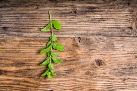 Sprig of fresh mint on a table 写真素材