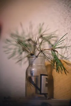 A sprig of fresh pine in a jar Stock Photos