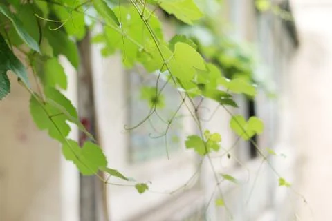 Sprig of the grapes Stock Photos