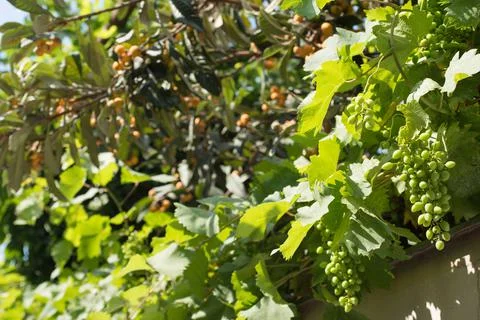 Sprig of the grapes Stock Photos