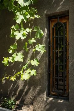 Sprig of the grapes Stock Photos