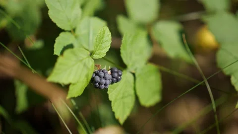 A sprig of grapes on the vine Stock Footage 162613669