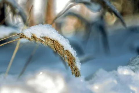 Sprig of grass tilted from the weight of the snow on the blurred background o Stock Photos