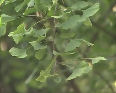Sprig with green leaves Stock-Footage 10718021