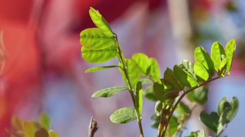 Sprig with green leaves Stock Footage 68717103