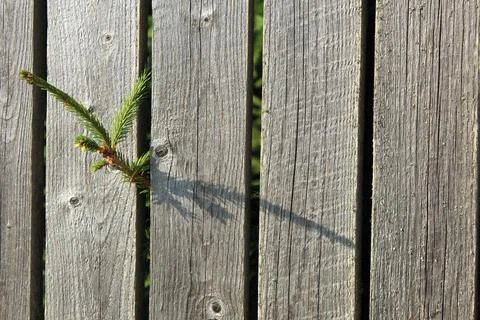 Sprig of green pine growing between the wooden boards of the fence. Concept o Stock Photos