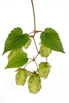 Sprig of hops close-up, isolate on a white background. For banner and label Stock Photos