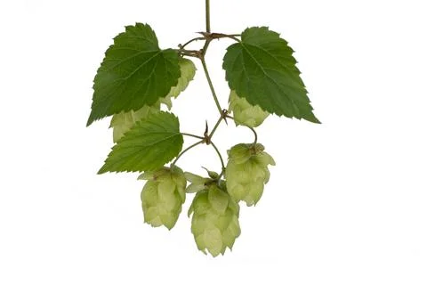 Sprig of hops close-up, isolate on a white background. For banner and label Foto stock