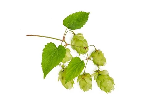 Sprig of hops with cones close-up, isolate on a white background Stock Photos