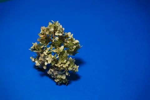 A sprig of hydrangea on a blue background Stock Photos