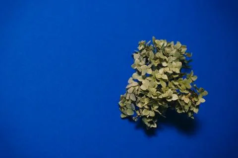 A sprig of hydrangea on a blue background Stock Photos