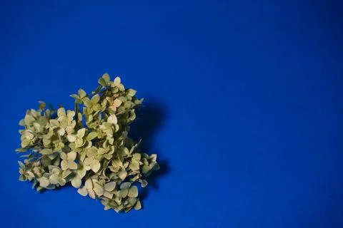 A sprig of hydrangea on a blue background Stock Photos