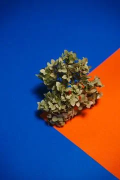 A sprig of hydrangea on a blue background Stock Photos