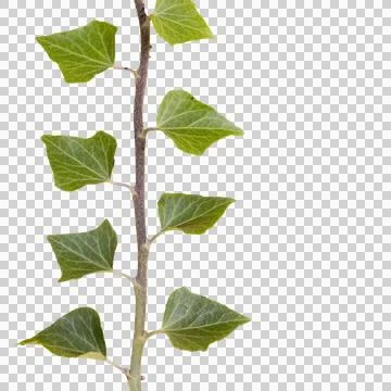 A sprig of ivy Foto stock