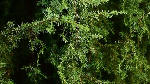 Sprig of juniper, bee Stock Footage 115106952