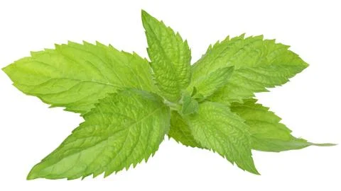 A sprig of leaf mint Stock Photos