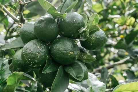 Sprig of lemons in the lemon tree, tender lemons Stock Photos