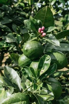Sprig of lemons in the lemon tree, tender lemons Stock Photos