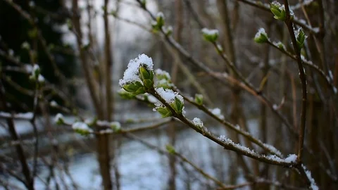 Sprig of lilac Stock-Footage 128804910