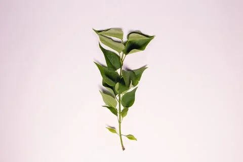 A sprig of lilac on a light background Stock Photos
