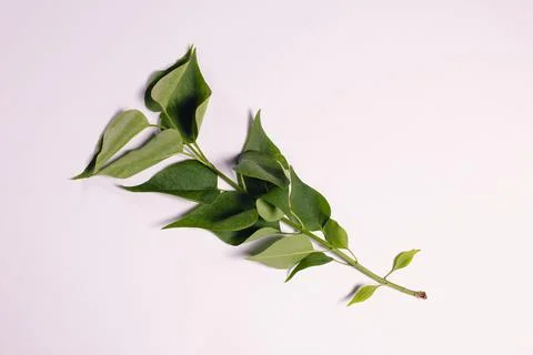 A sprig of lilac on a light background Stock Photos