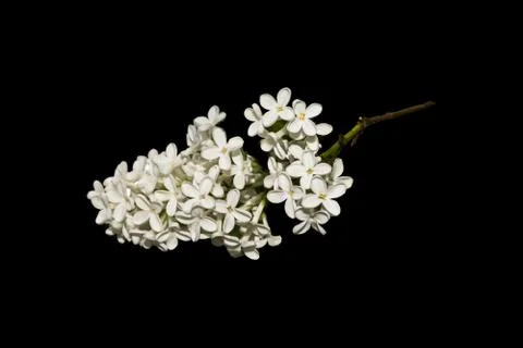 Sprig of lilac Stock Photos