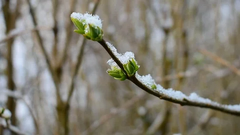 Sprig of lilac in the snow Stock Footage 128804917