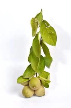 A sprig of lime Stock Photos