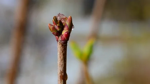 Sprig of maple with melting snow Stock Footage 128800241