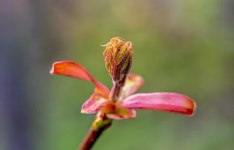 A sprig of maple with a young red shoot in early spring Stock Photos