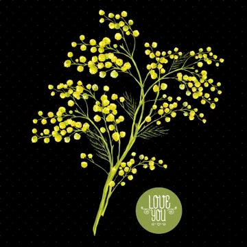 Sprig of Mimosa, Spring Background Stock Illustration