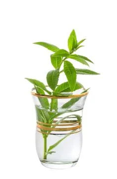 Sprig of mint in a glass Stock Photos