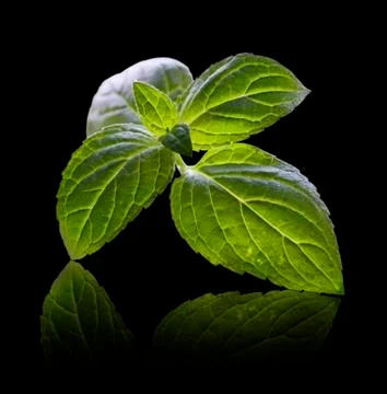 Sprig of mint Stock Photos