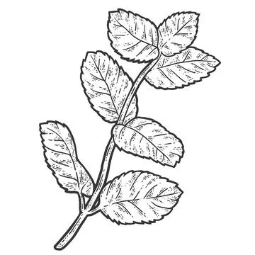 Sprig of mint. Sketch scratch board imitation coloring. Stock Illustration