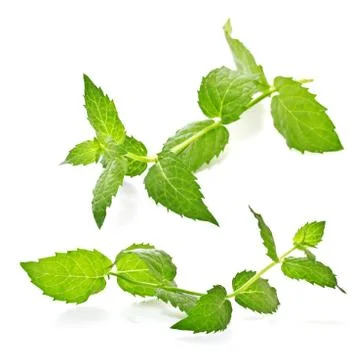 Sprig of mint on a white background Stock Photos