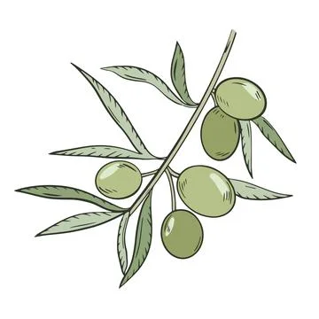 Sprig with olives and leaves, vector illustration. Stock Illustration