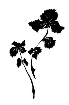 Sprig of parsley Stock Illustration