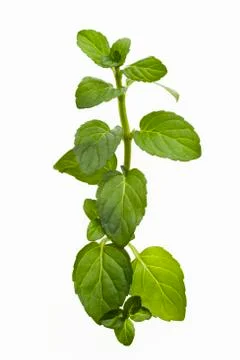A sprig of peppermint Stock Photos