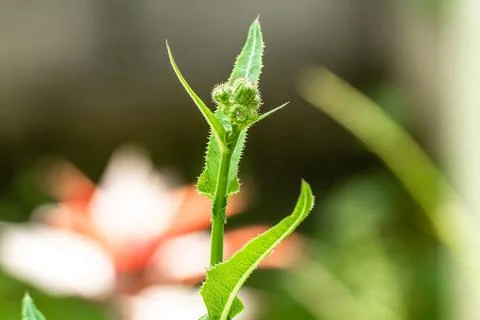 A sprig of perennial sow thistle whose shoots have flower buds and the leaves Stock Photos